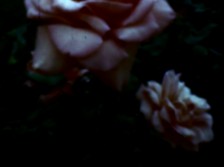 KFriesen_VideoStill_Nightingales_06